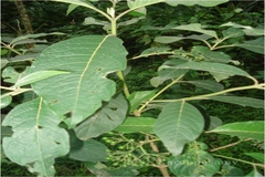 Cinchona succirubra
